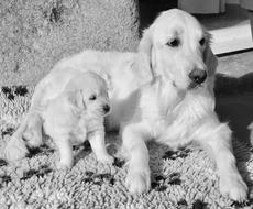 Dog Bitch Mother Golden And Her