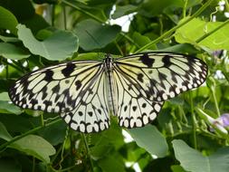 Butterfly Black White