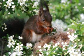 Squirrel Nest Animal Forest