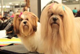photo of Lhasa Apso Dogs