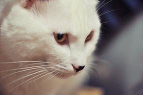 Cat Beard White