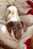 Dog Cute Mammal