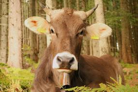 Animal Nature Mammal