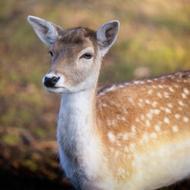 Mammal Deer Wildlife