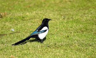 Magpie Eurasian Bird