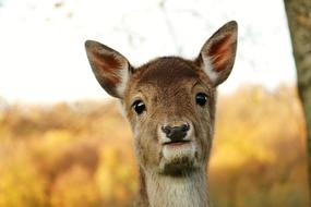 Mammal Nature Animal World
