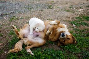 Dog Mestizo Son