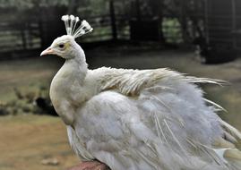 white peacock in the zoo
