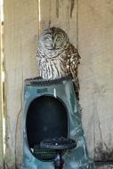 sleeping fluffy owl