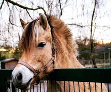 Pony Horse Mammal
