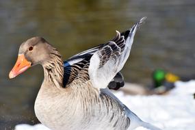 Goose Greylag Wild