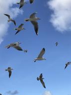 flight of beautiful birds in the sky