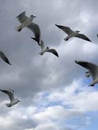 Bird Seagull Flight Animal
