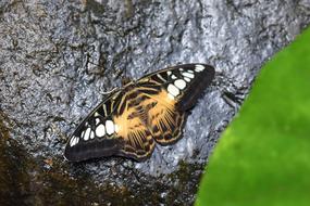 Butterfly Insect