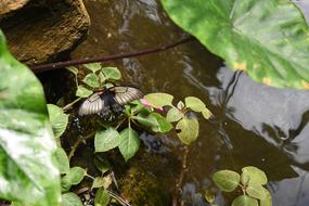 Butterfly Pond Insect