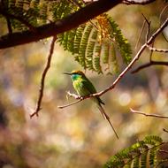 green bird hiding in the trees