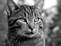 Cat Look Feline