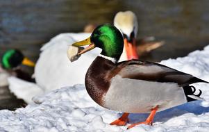 Duck Drake eating bread