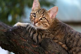 Cat Small Cute