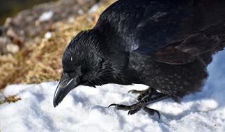 Common Raven Snow