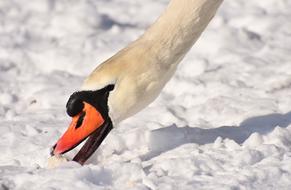Swan Waterfowl Poultry