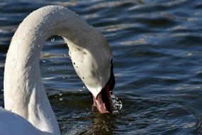 Swan Drop Of Water Bird