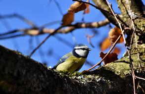 Blue Tit Bird Small