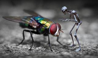 fantasy fly and skeleton digital art