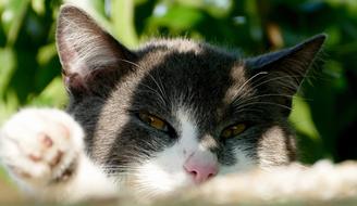 Domestic Cat Pet Closeup photo