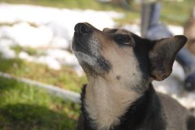 Dog Bitch Black