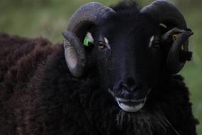 Ram Sheep Horn