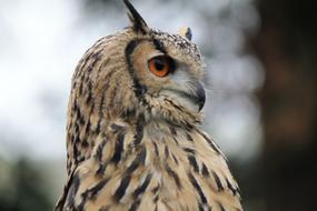 Owl Eagle Eagle-Owl