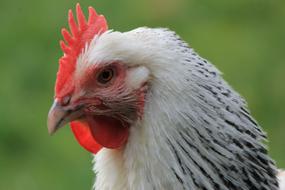 Chicken Hen Beak