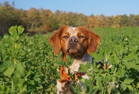 Dog Spaniel Hunting