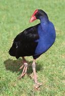 Purple Swamphen Moorhen Waterbird