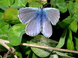 Common Blue Butterfly Insect