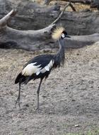 Crane Bird Nature