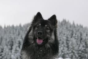 Dog Winter Forest