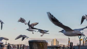 Birds at Flight in port