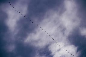 Wild Geese Animal Bird