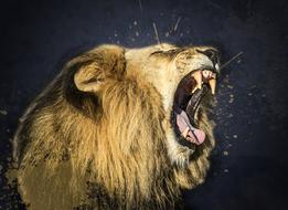 Animal Big Cat Close-Up