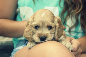 Cute Little Dog