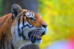 Fauna Animal Mammal