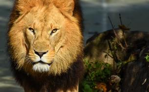 Lion Predator Dangerous