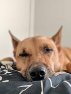 Dog Canine Rescue