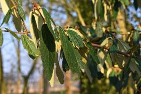 Leaves Foliage Branch