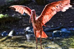 Ibis Eudocimus Ruber Scarlet