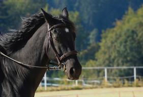 Black Horse Animal Stallion