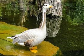 Animal Goose Bird Water