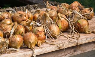onion crop is not peeled